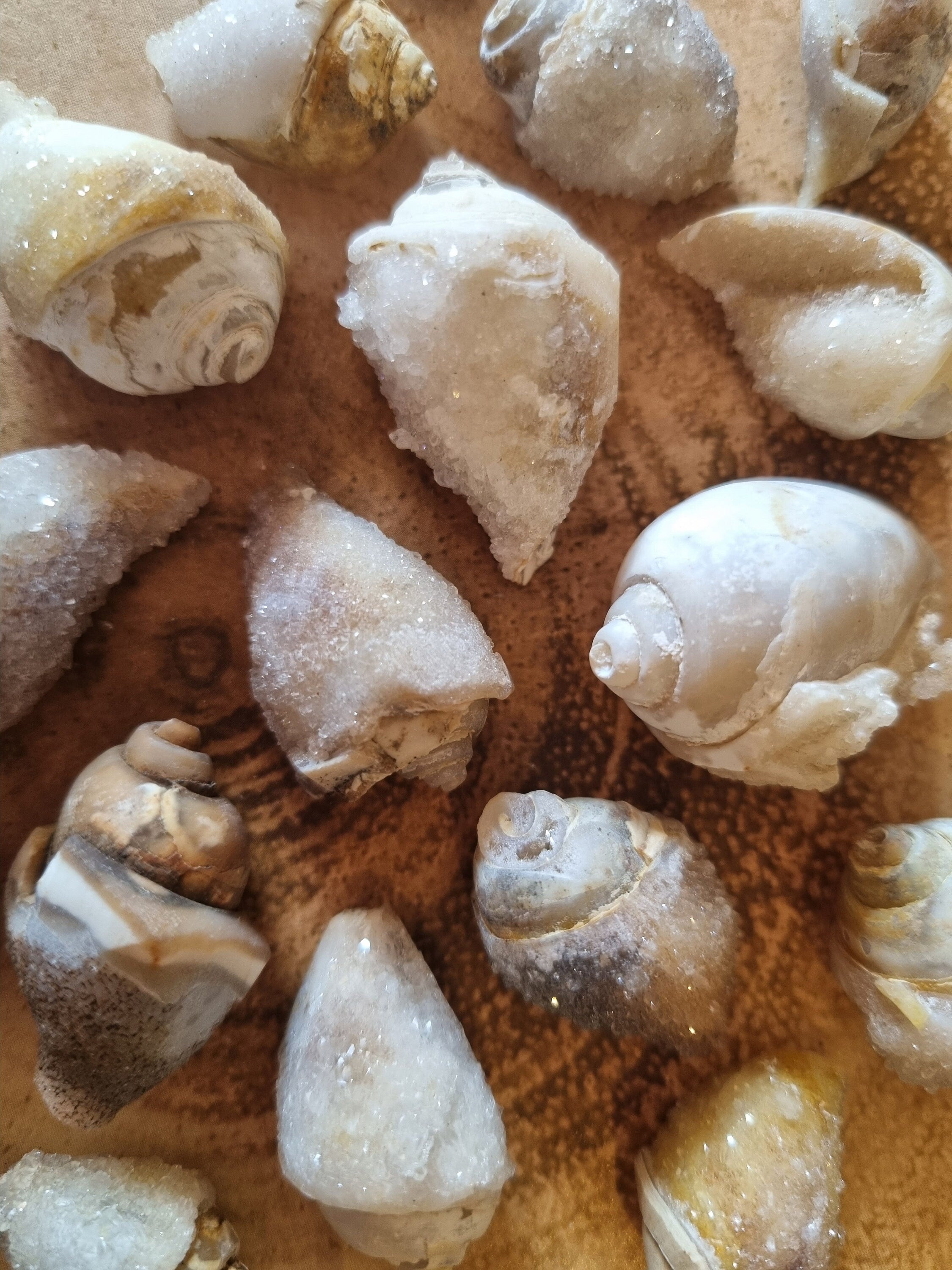 Chalcedony and quartz gastropods
