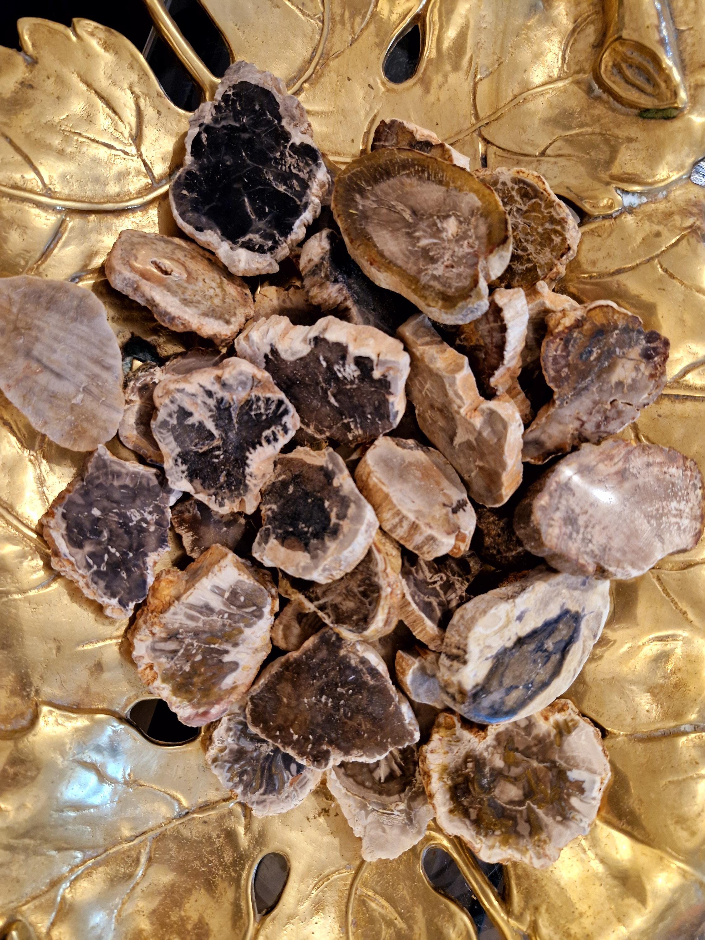 Mini petrified wood slabs