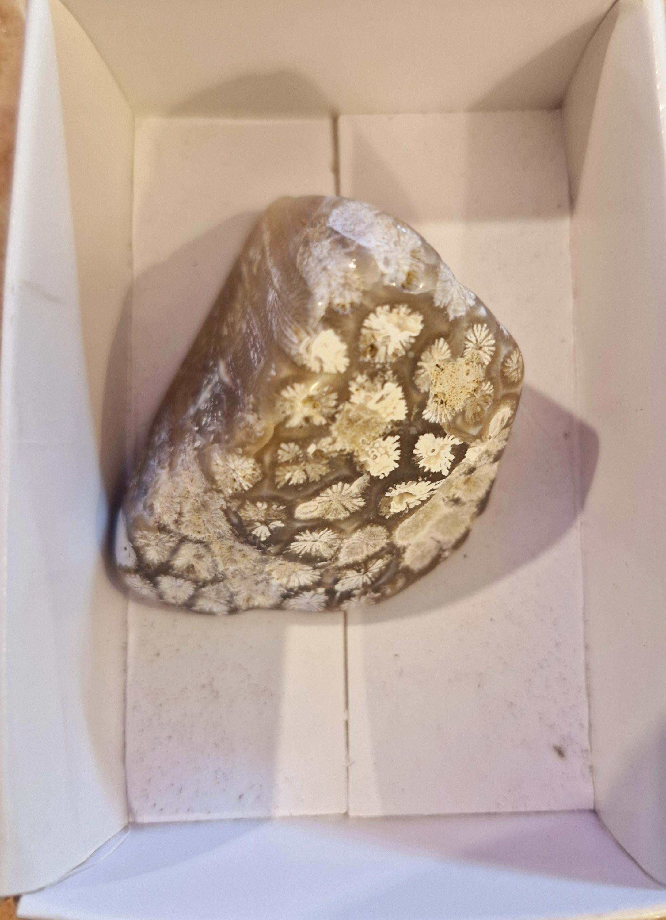 Rare Agate Coral Specimens