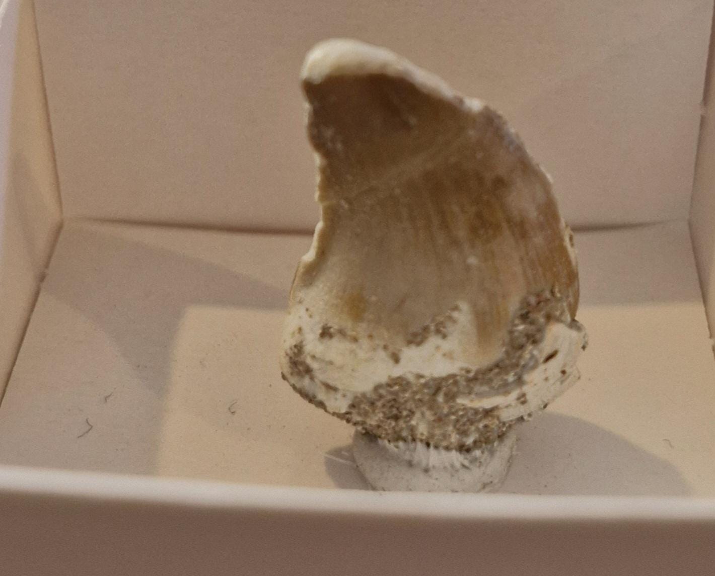 Mosasaur Fossil Teeth From Morocco