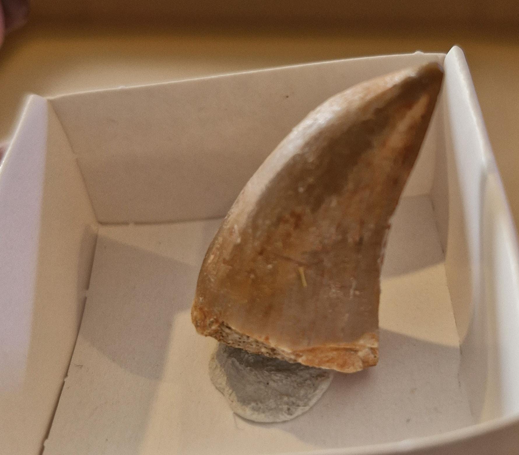 Mosasaur Fossil Teeth From Morocco