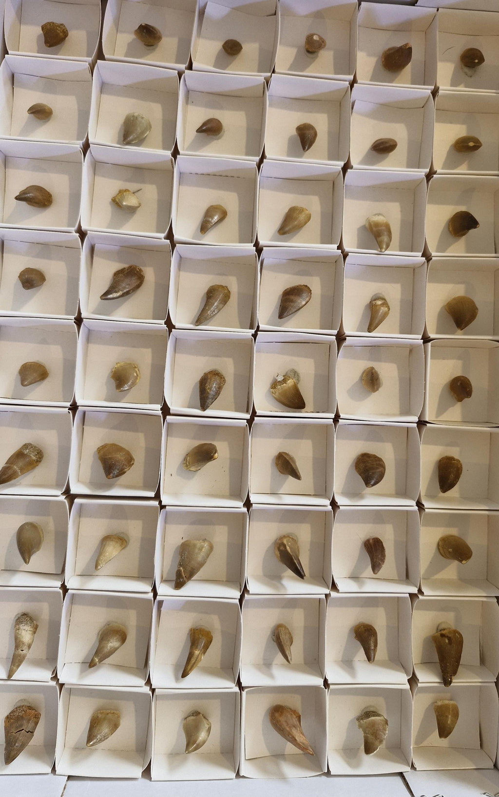 Mosasaur Fossil Teeth From Morocco