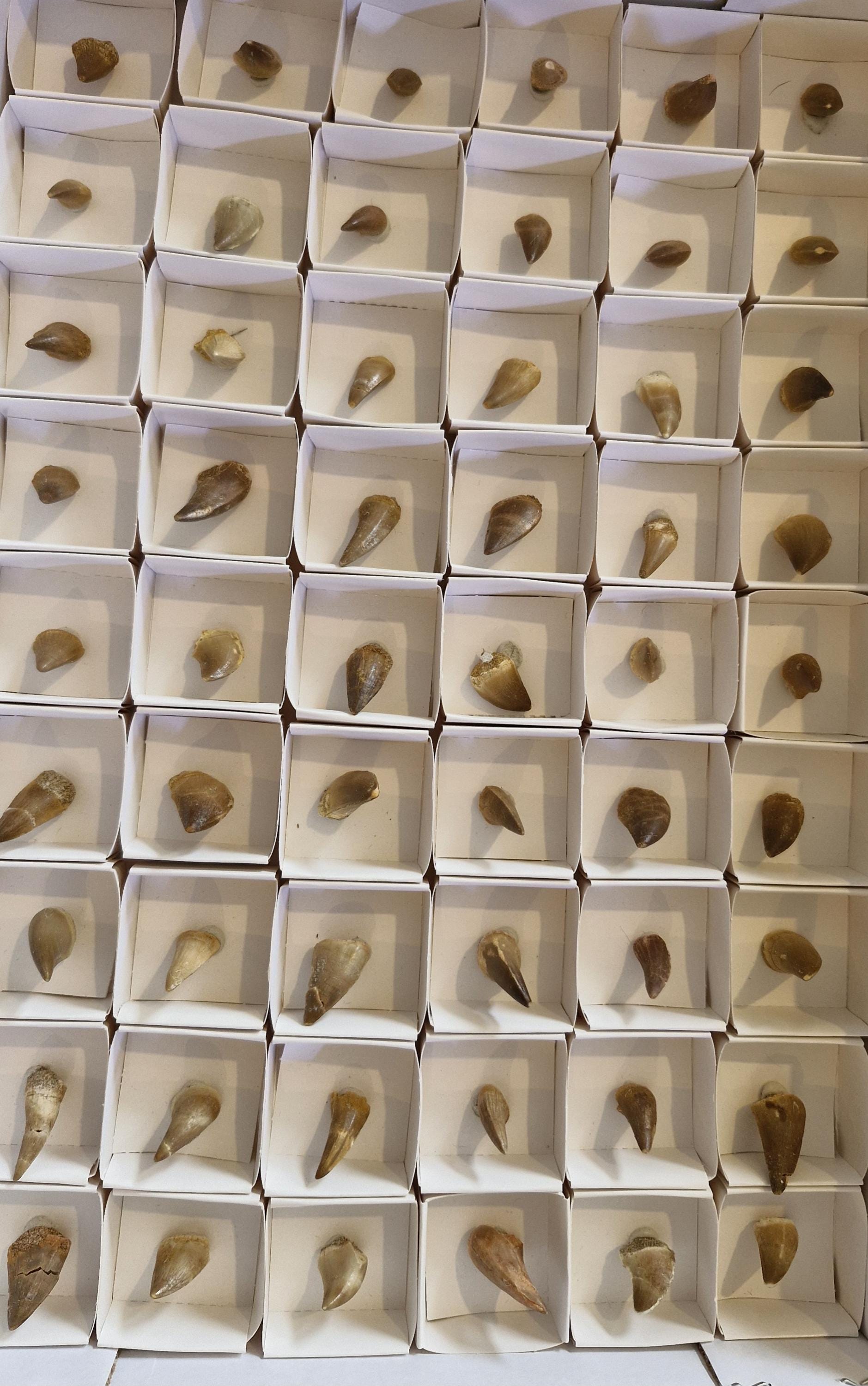 Mosasaur Fossil Teeth From Morocco