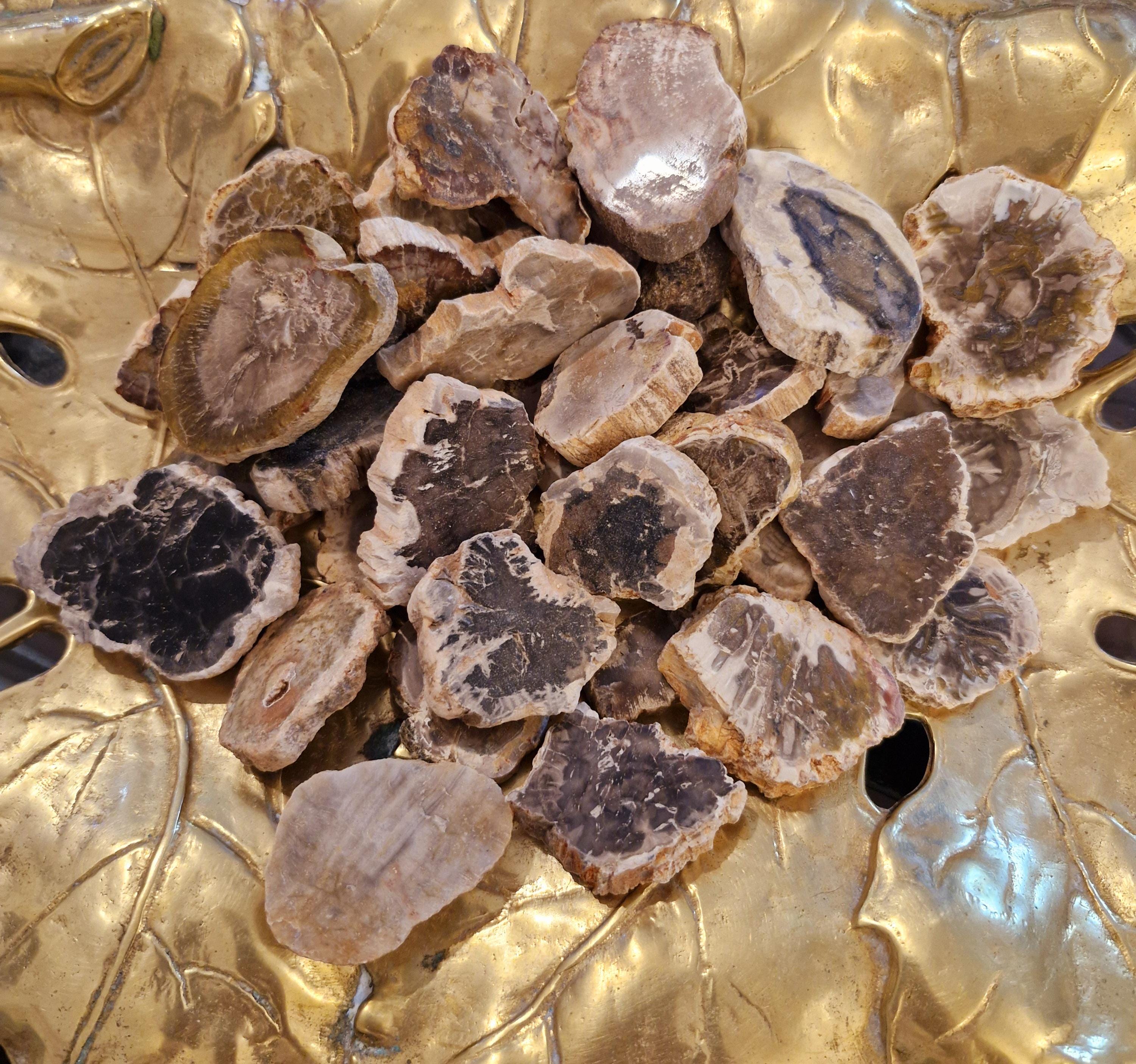 Mini petrified wood slabs