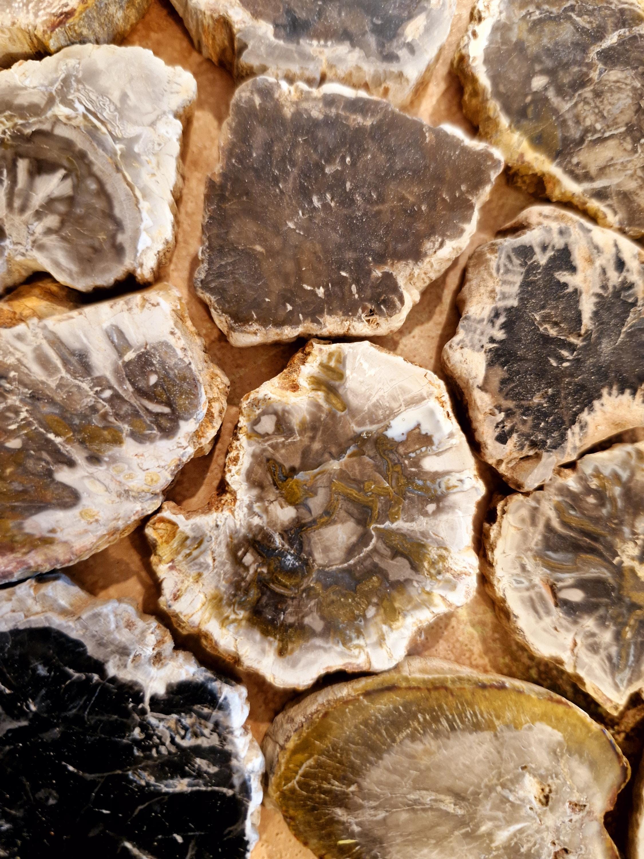Mini petrified wood slabs
