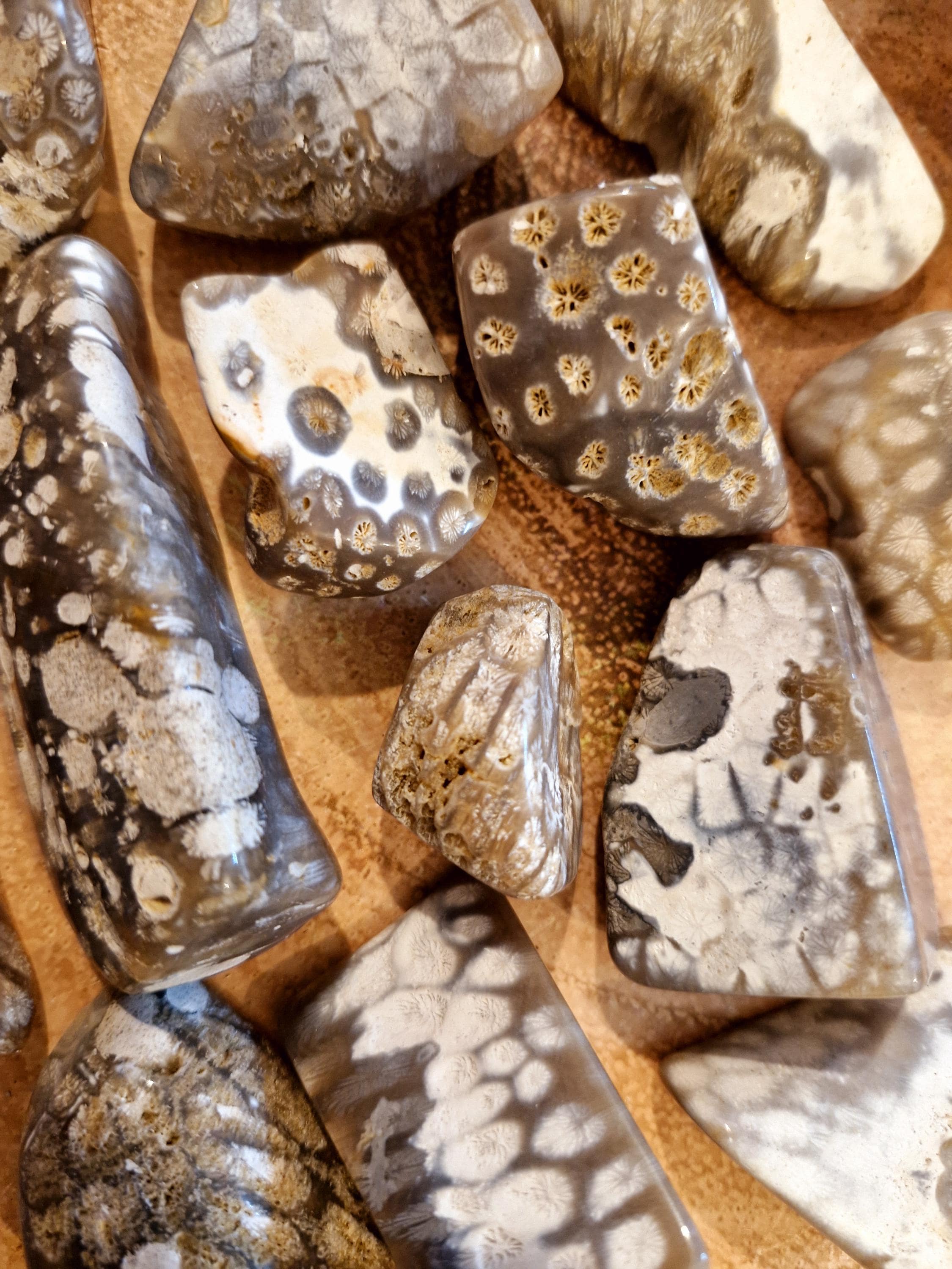 Rare Agate Coral Specimens