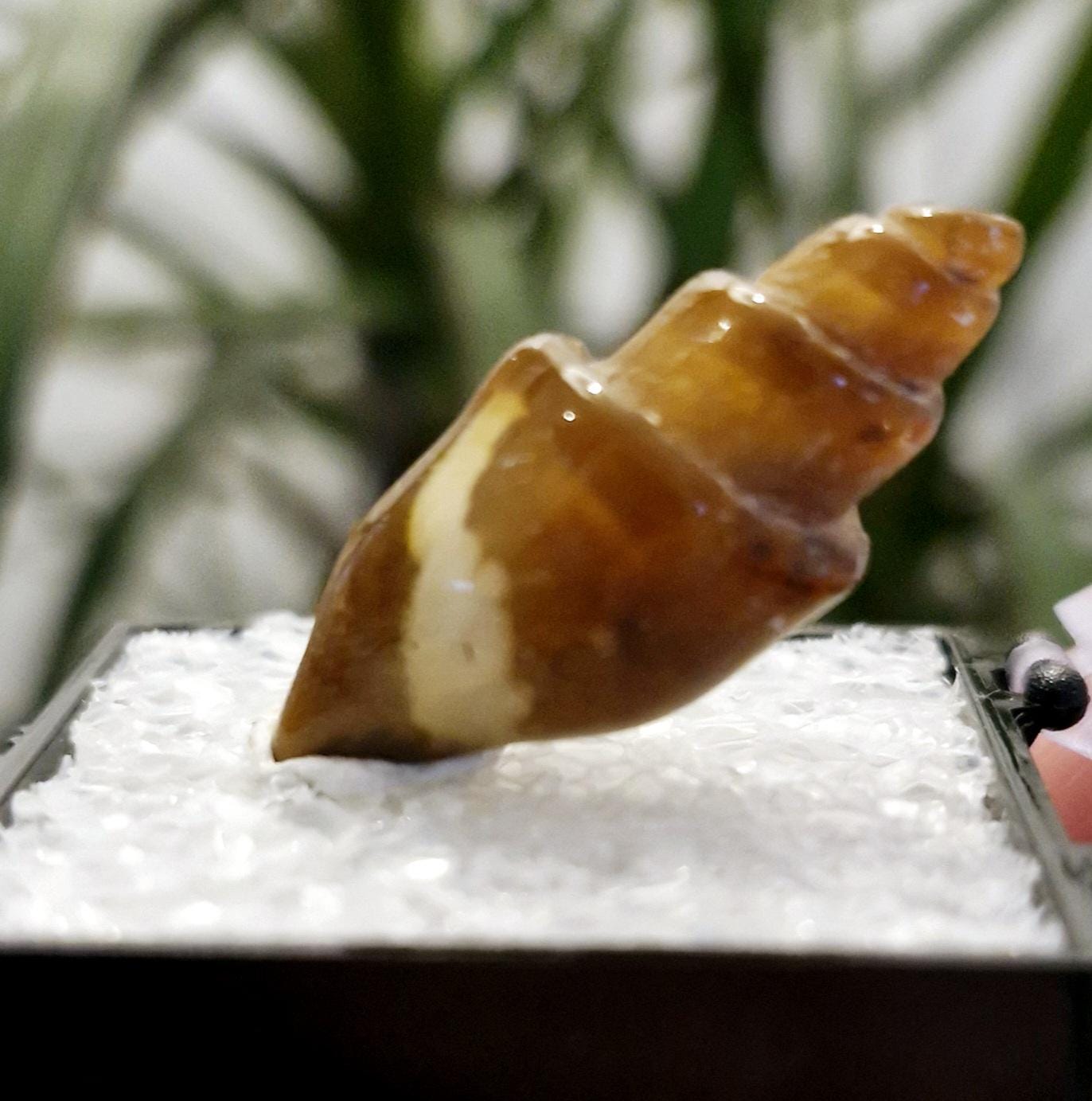 Carnelian Replaced Agate Fossilised Shells From Morocco, With specimen box