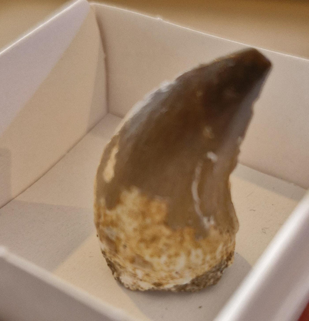 Mosasaur Fossil Teeth From Morocco