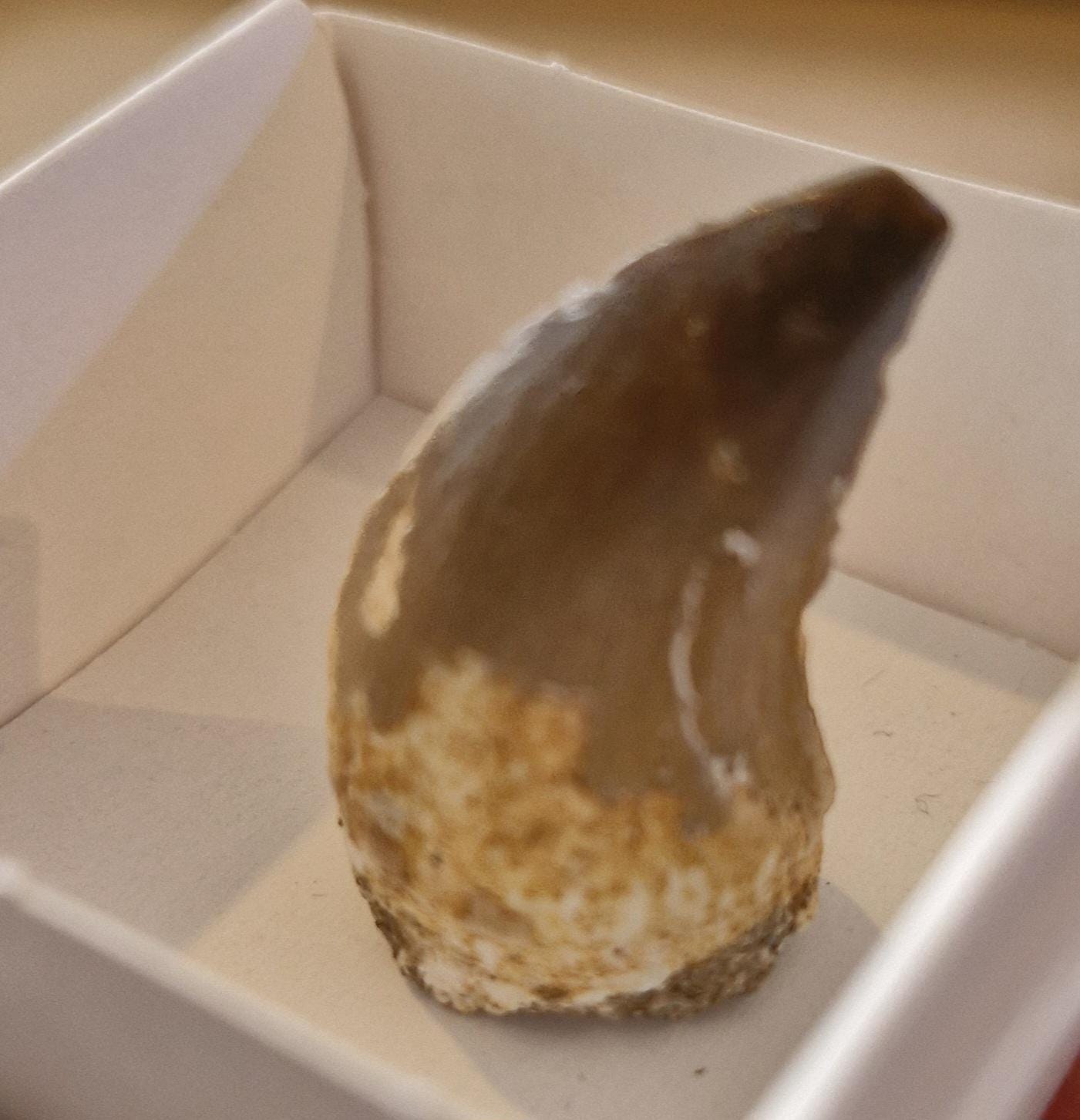 Mosasaur Fossil Teeth From Morocco