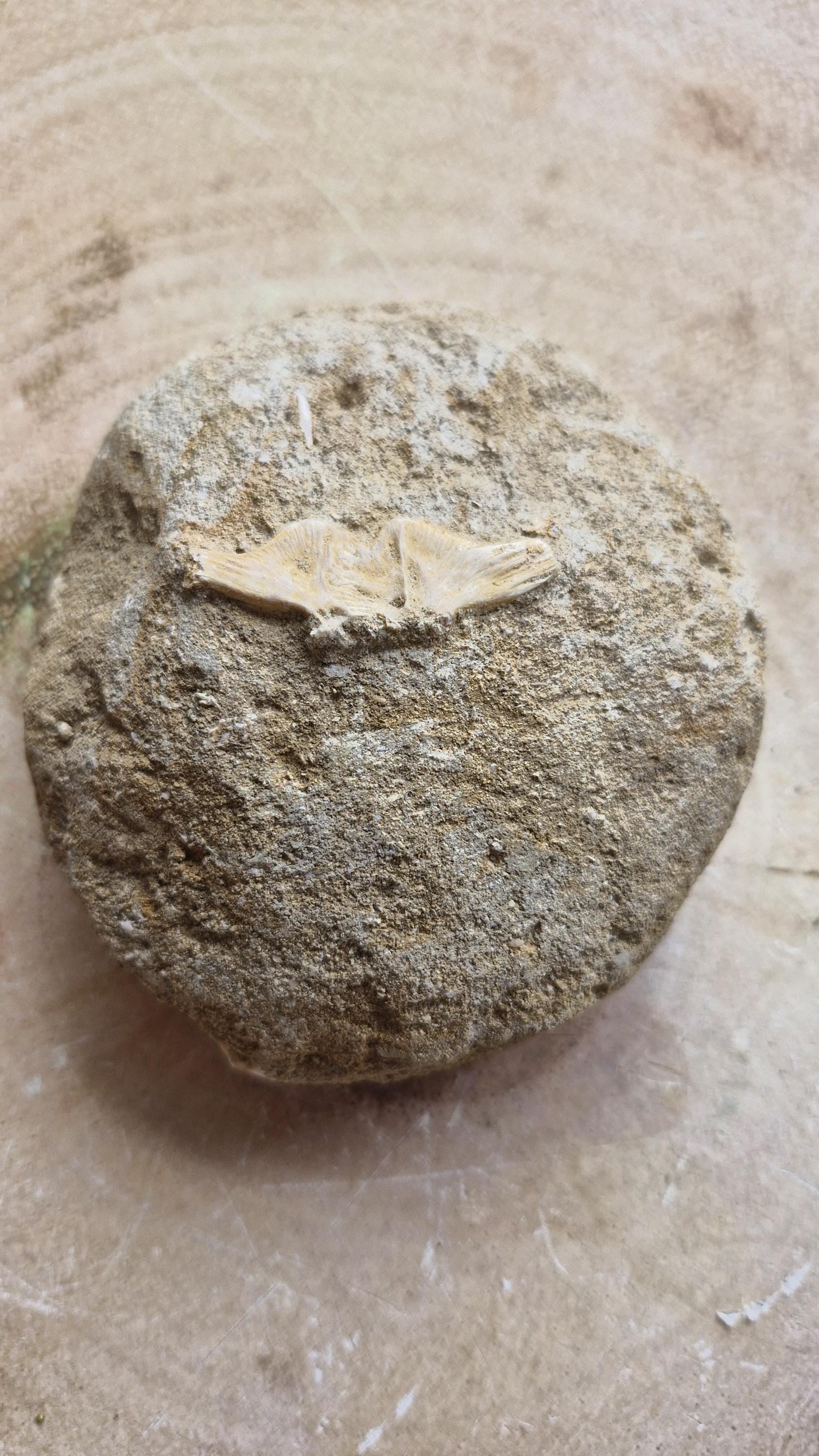 Shark Vertebrae Fossil in Original Stone Matrix