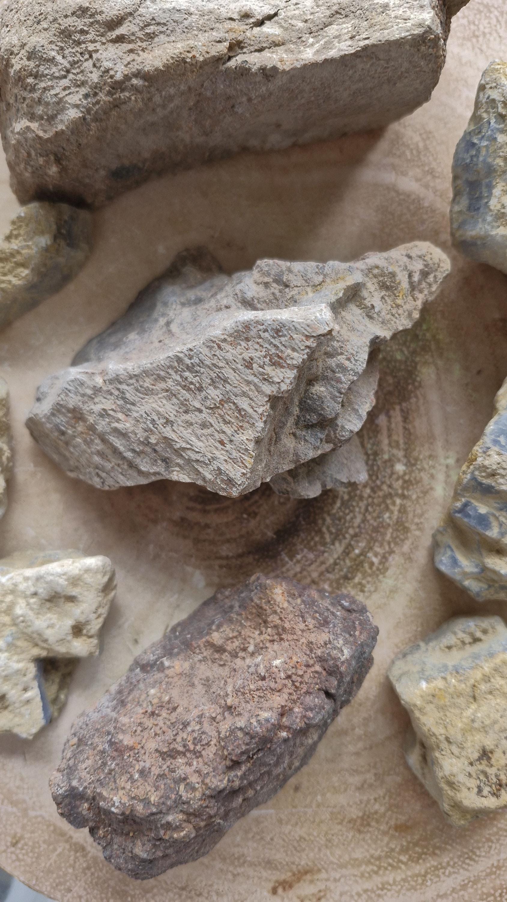 Genuine Triceratops Dinosaur Fossil Bones from Wyoming.