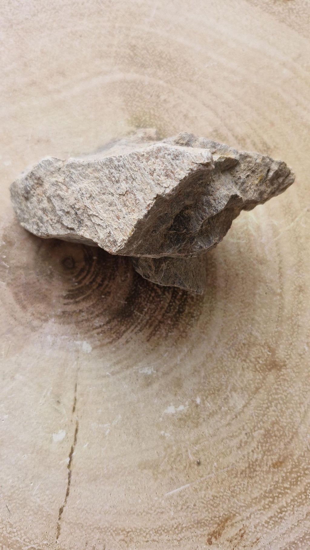 Genuine Triceratops Dinosaur Fossil Bones from Wyoming.