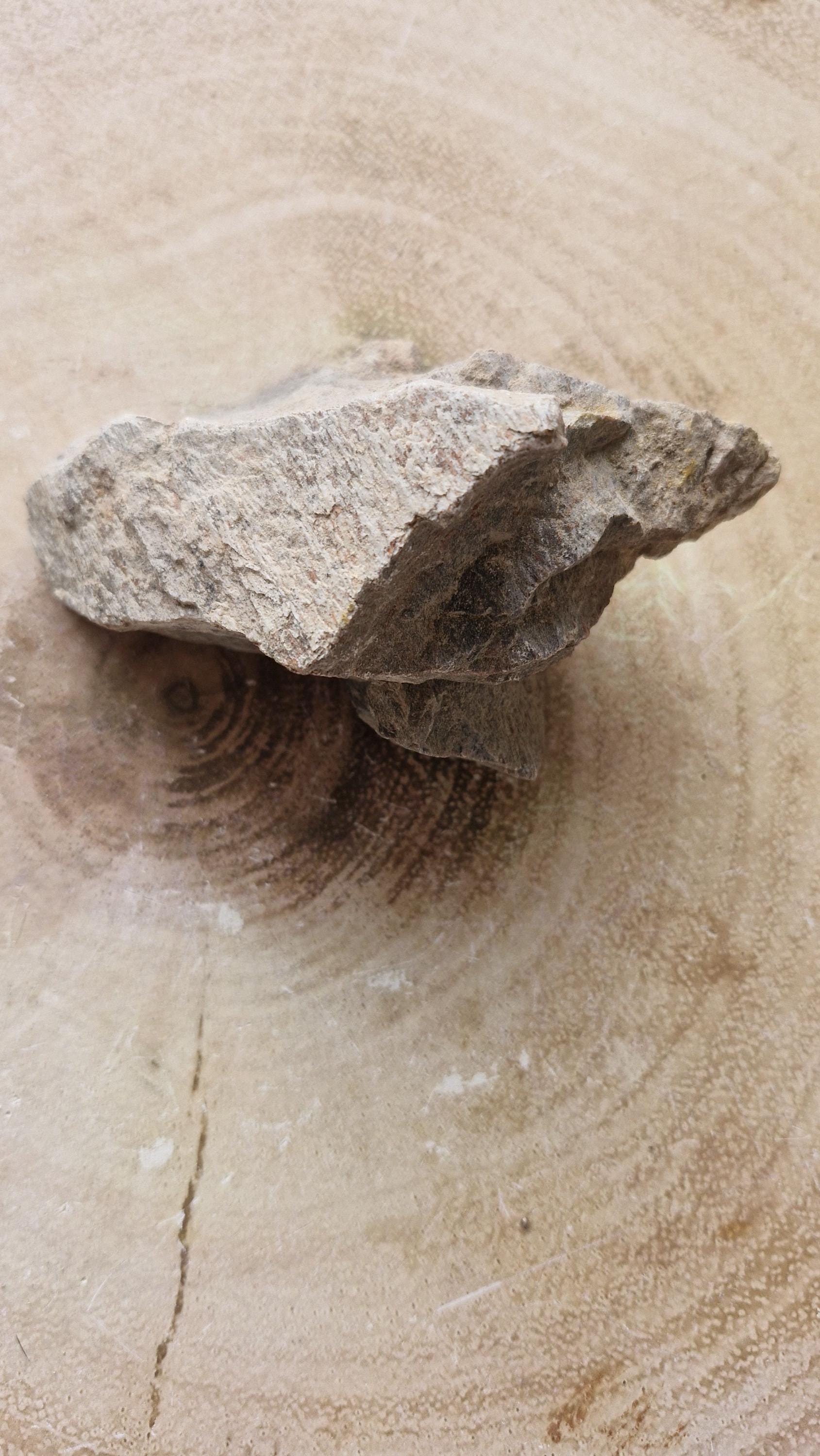 Genuine Triceratops Dinosaur Fossil Bones from Wyoming.