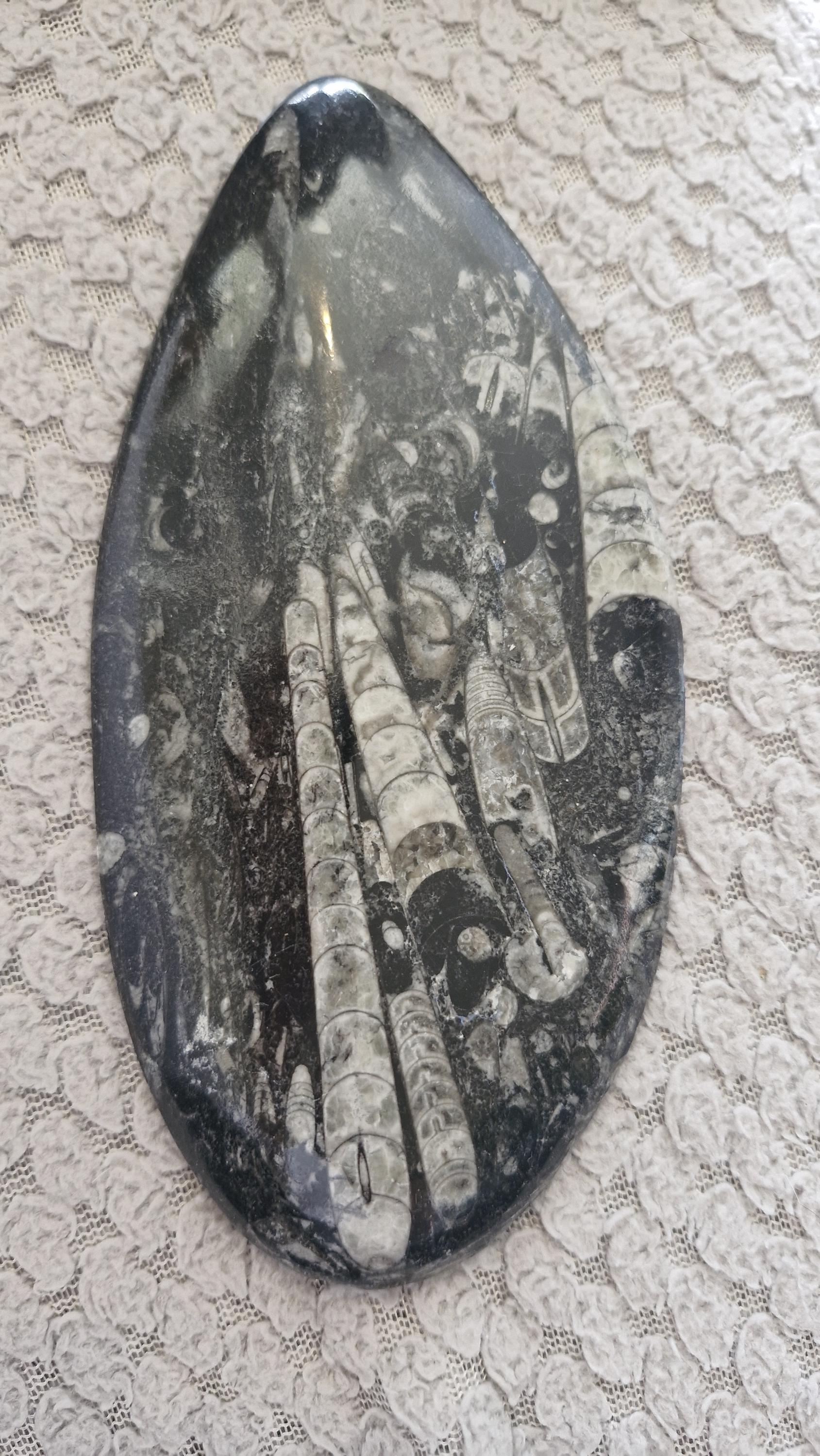 Orthoceras Fossils Large