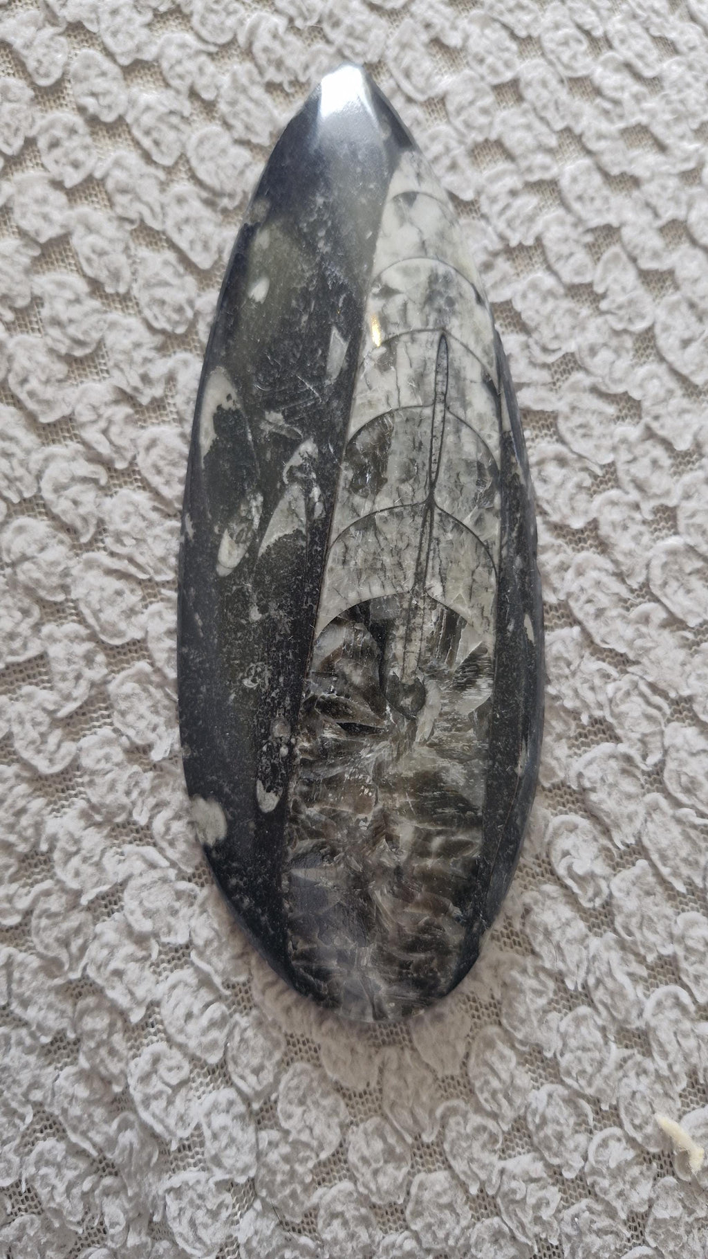 Orthoceras Fossils Large