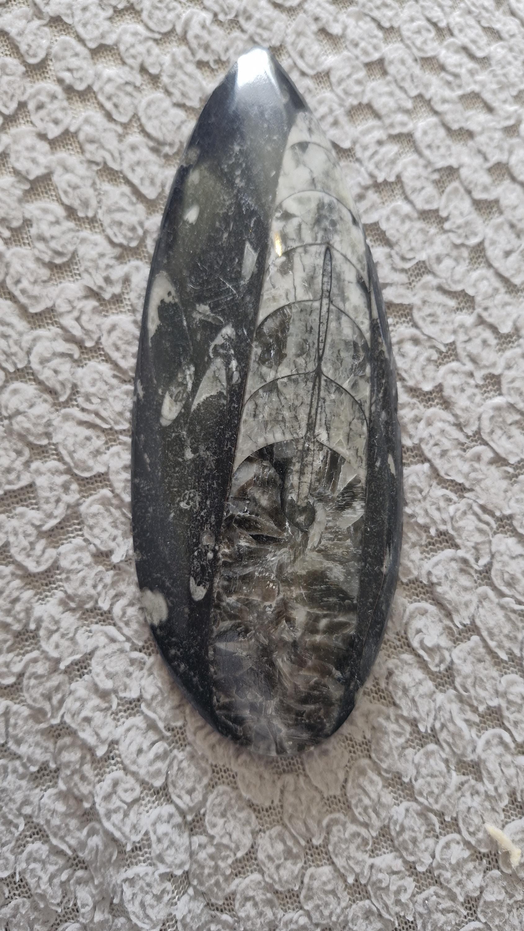 Orthoceras Fossils Large