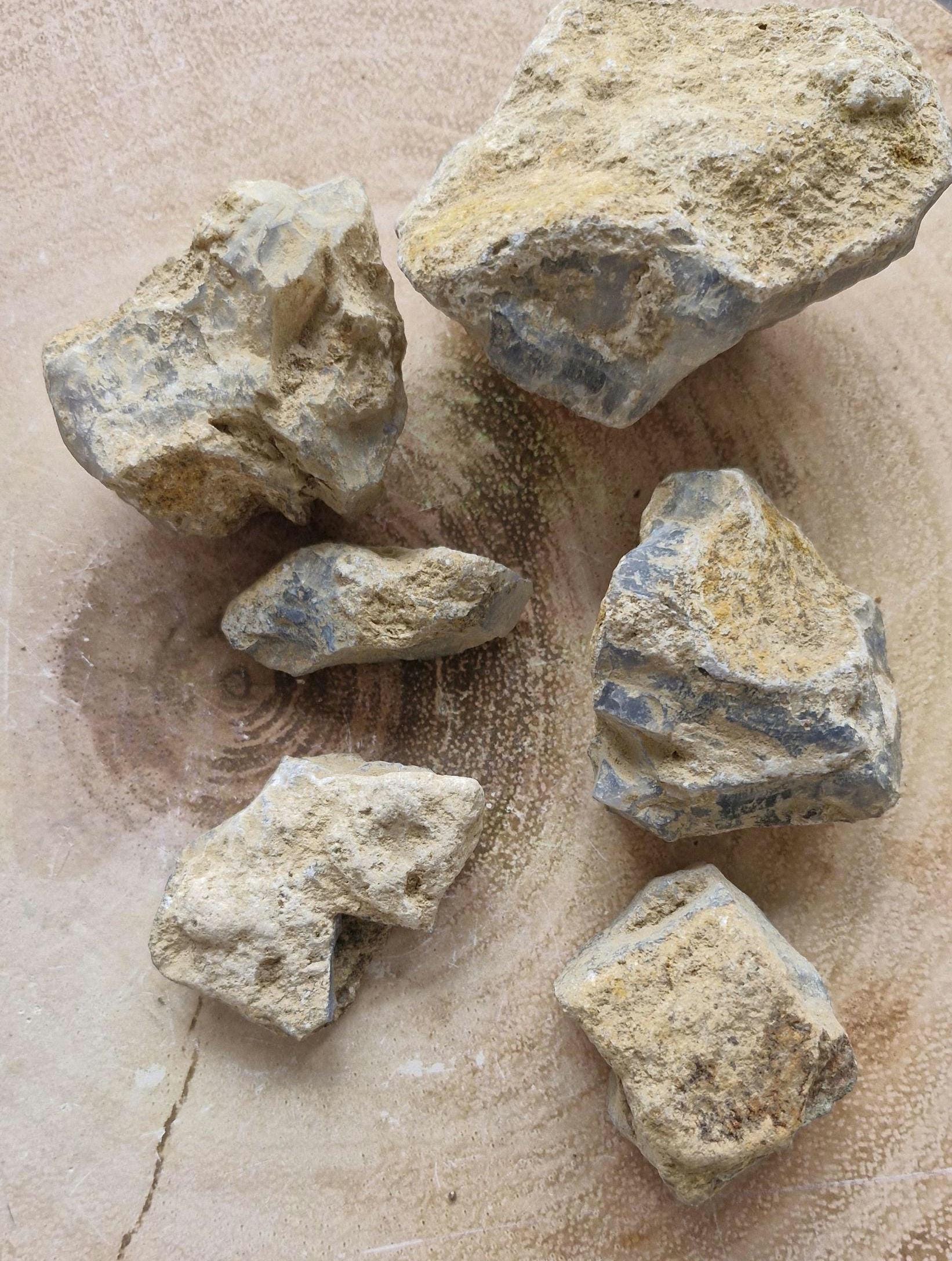 Genuine Triceratops Dinosaur Fossil Bones from Wyoming.