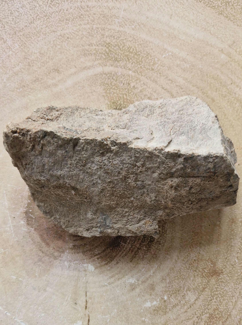 Genuine Triceratops Dinosaur Fossil Bones from Wyoming.