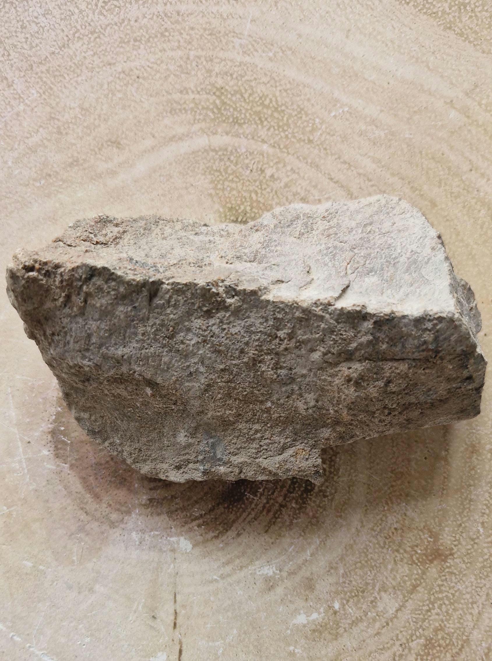 Genuine Triceratops Dinosaur Fossil Bones from Wyoming.