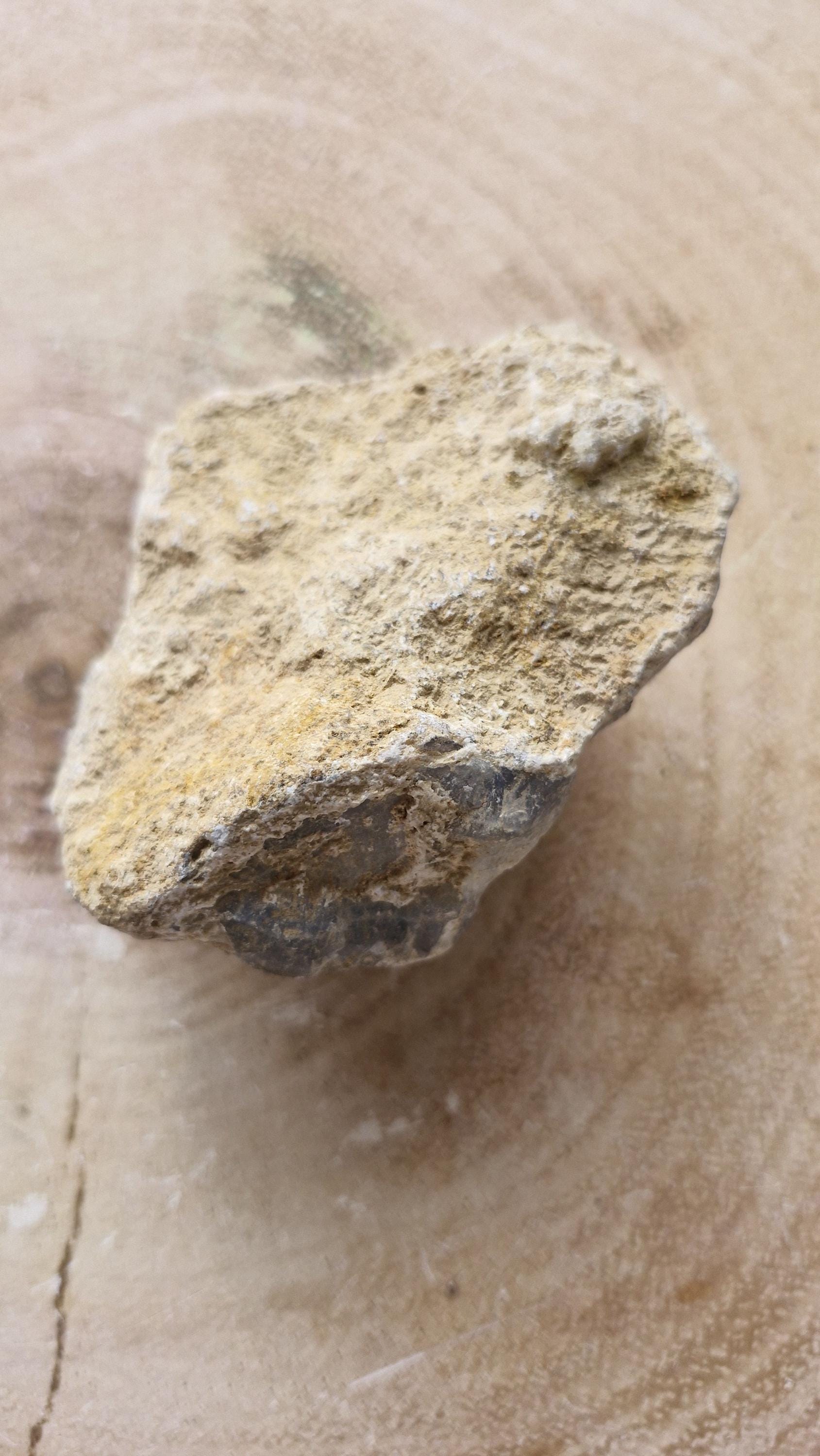 Genuine Triceratops Dinosaur Fossil Bones from Wyoming.