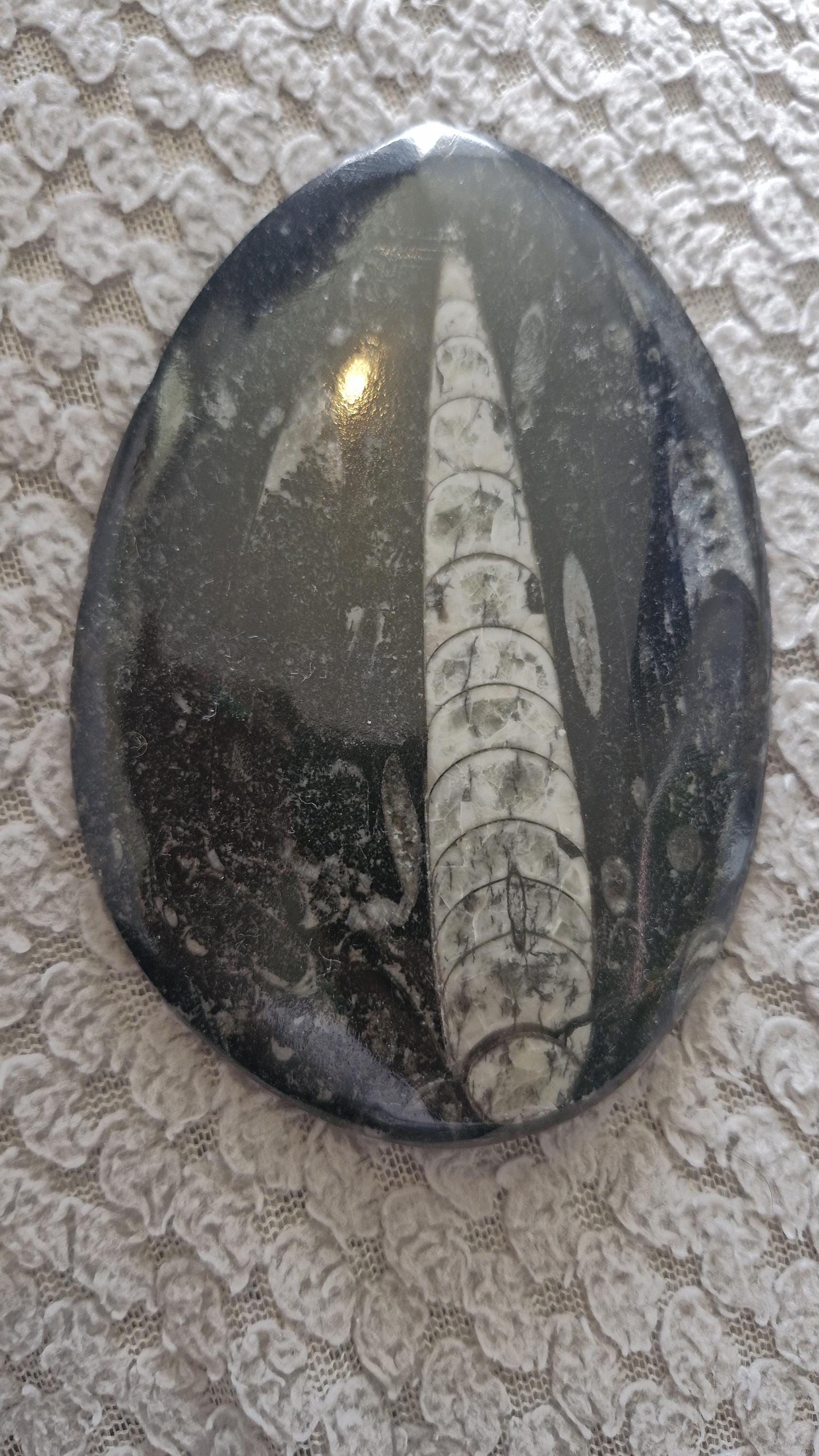 Orthoceras Fossils Large