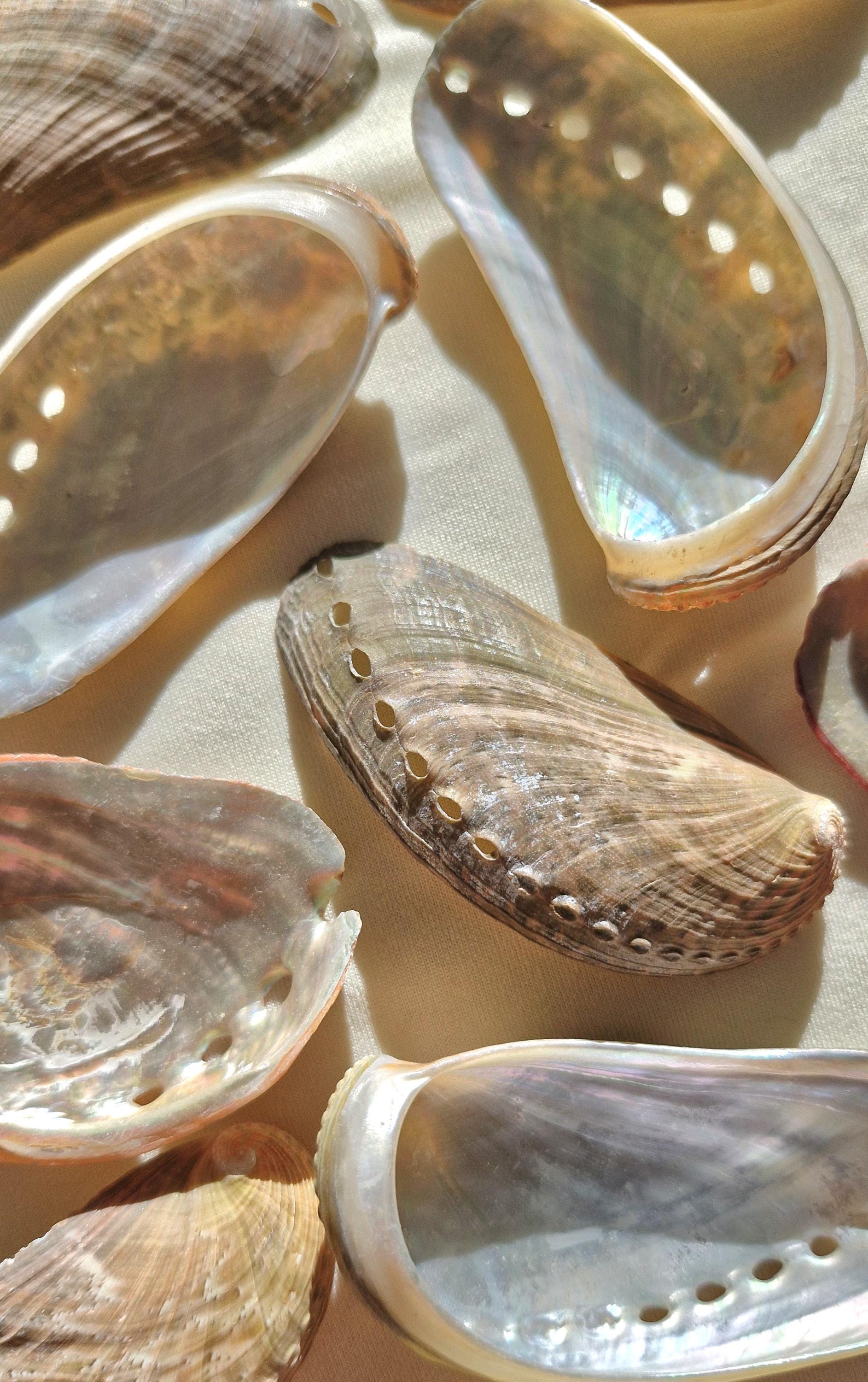 Small Abalone Shells: Pearlized Ocean Decor, Healing Crystals