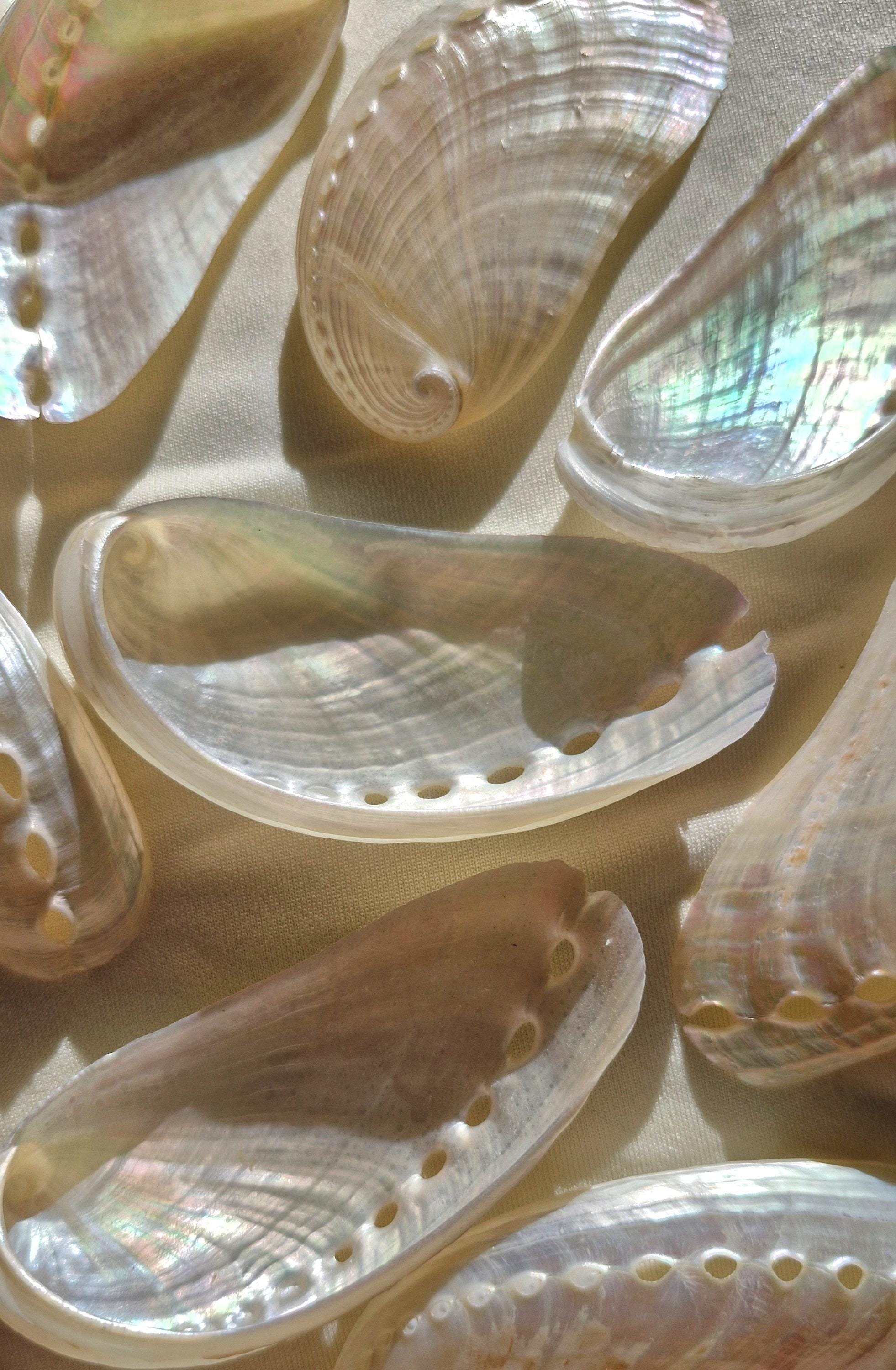 Small Abalone Shells: Pearlized Ocean Decor, Healing Crystals