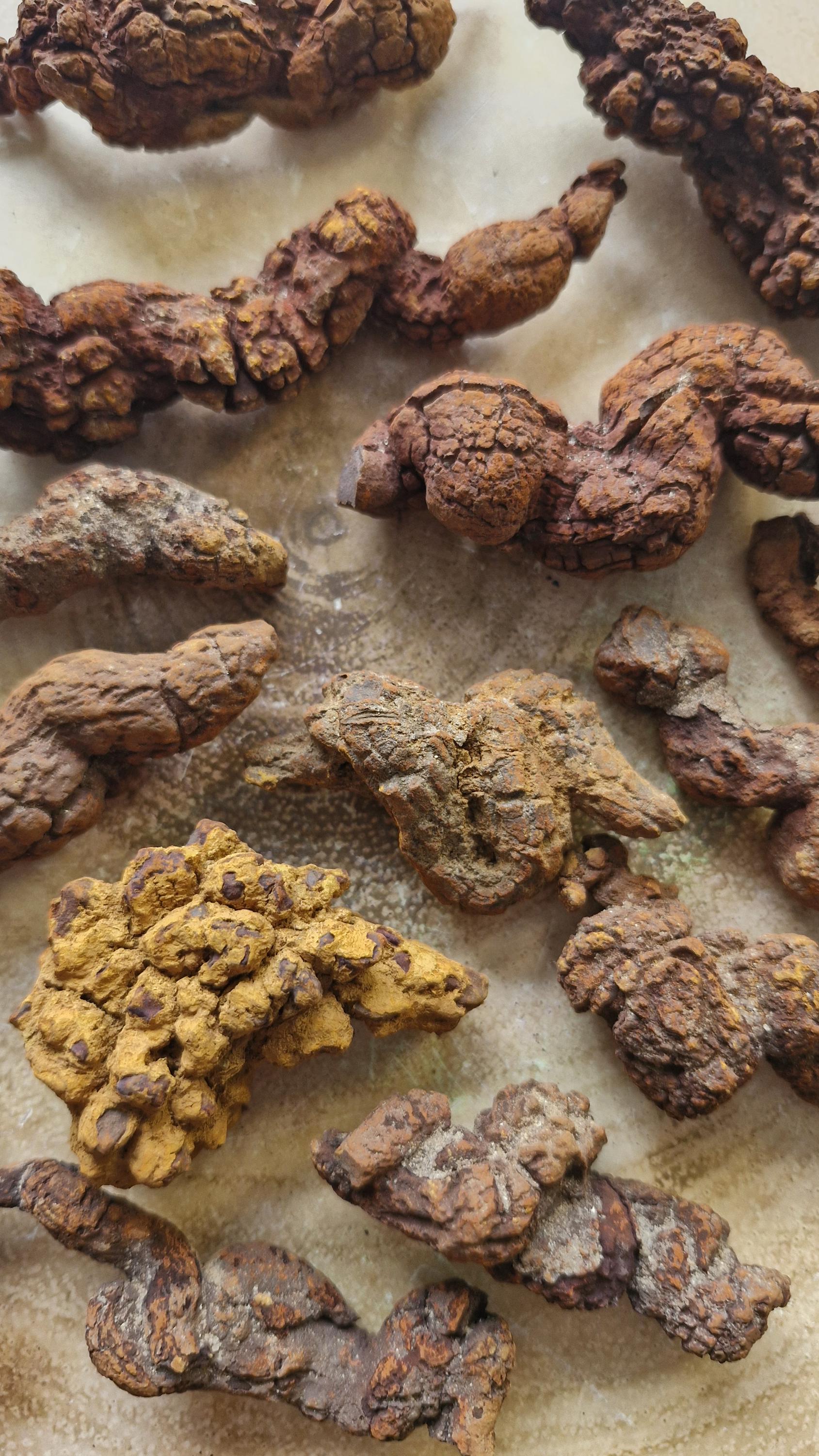 Fossilized Dinosaur Coprolite: Prehistoric Poop