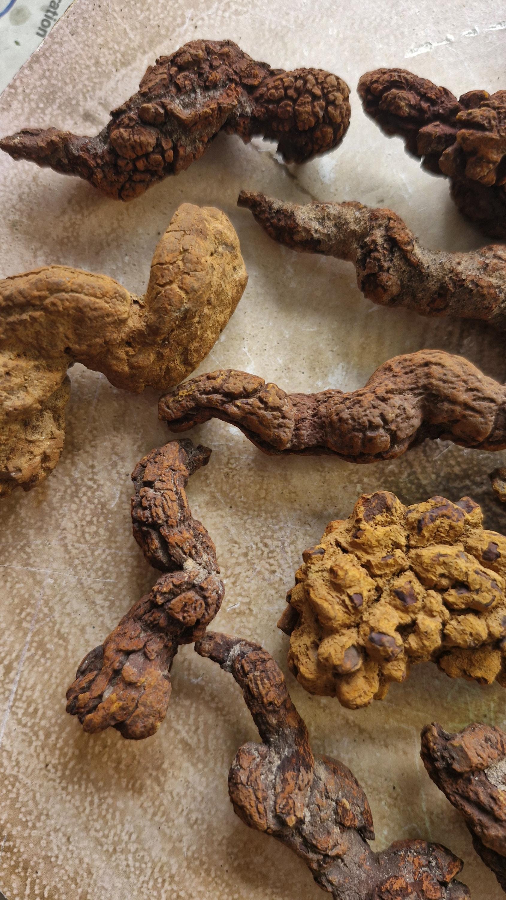 Fossilized Dinosaur Coprolite: Prehistoric Poop