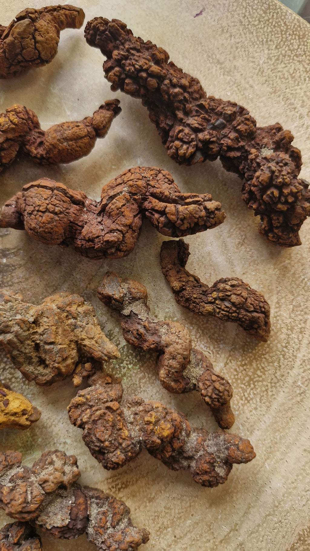 Fossilized Dinosaur Coprolite: Prehistoric Poop