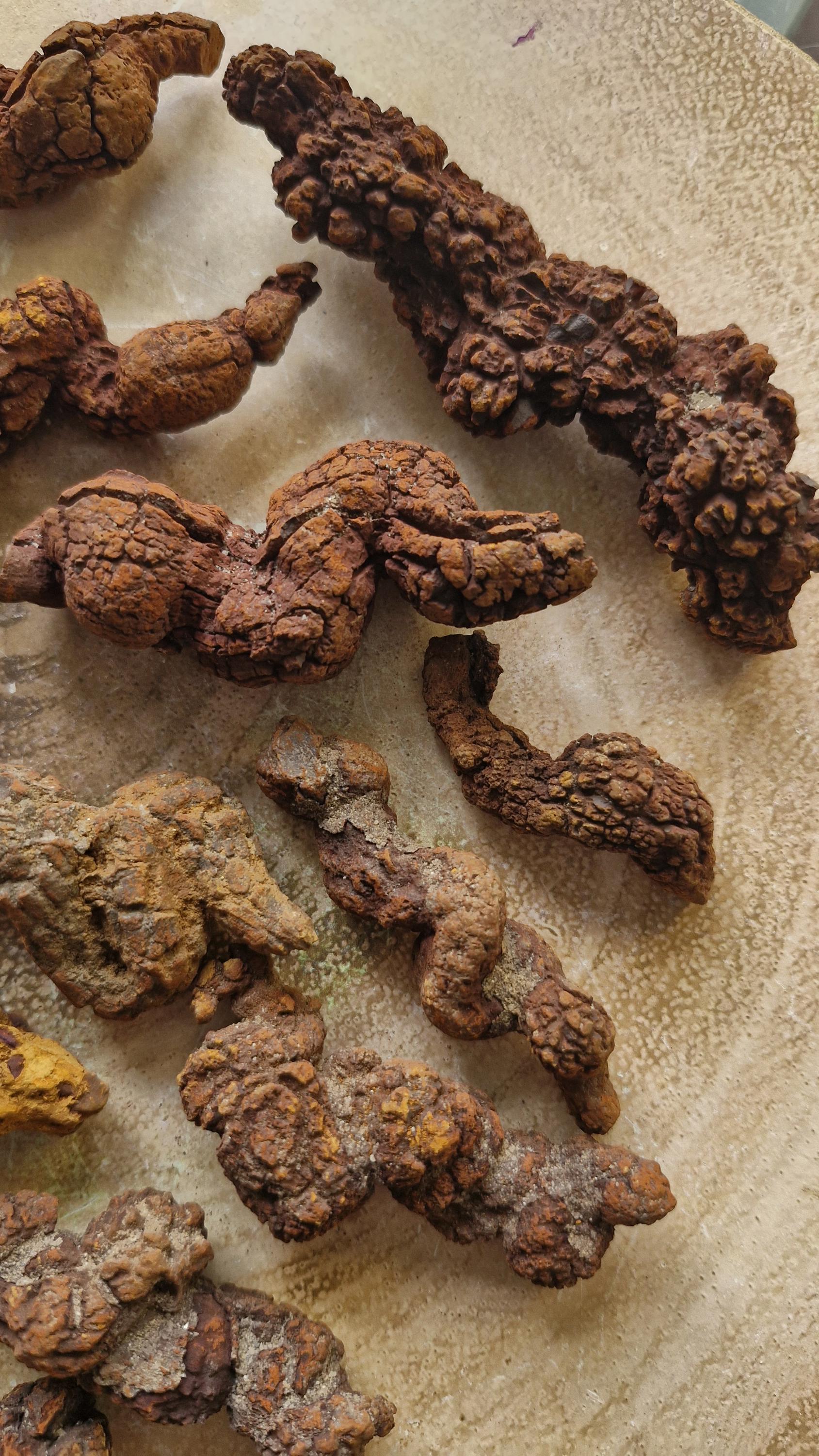 Fossilized Dinosaur Coprolite: Prehistoric Poop