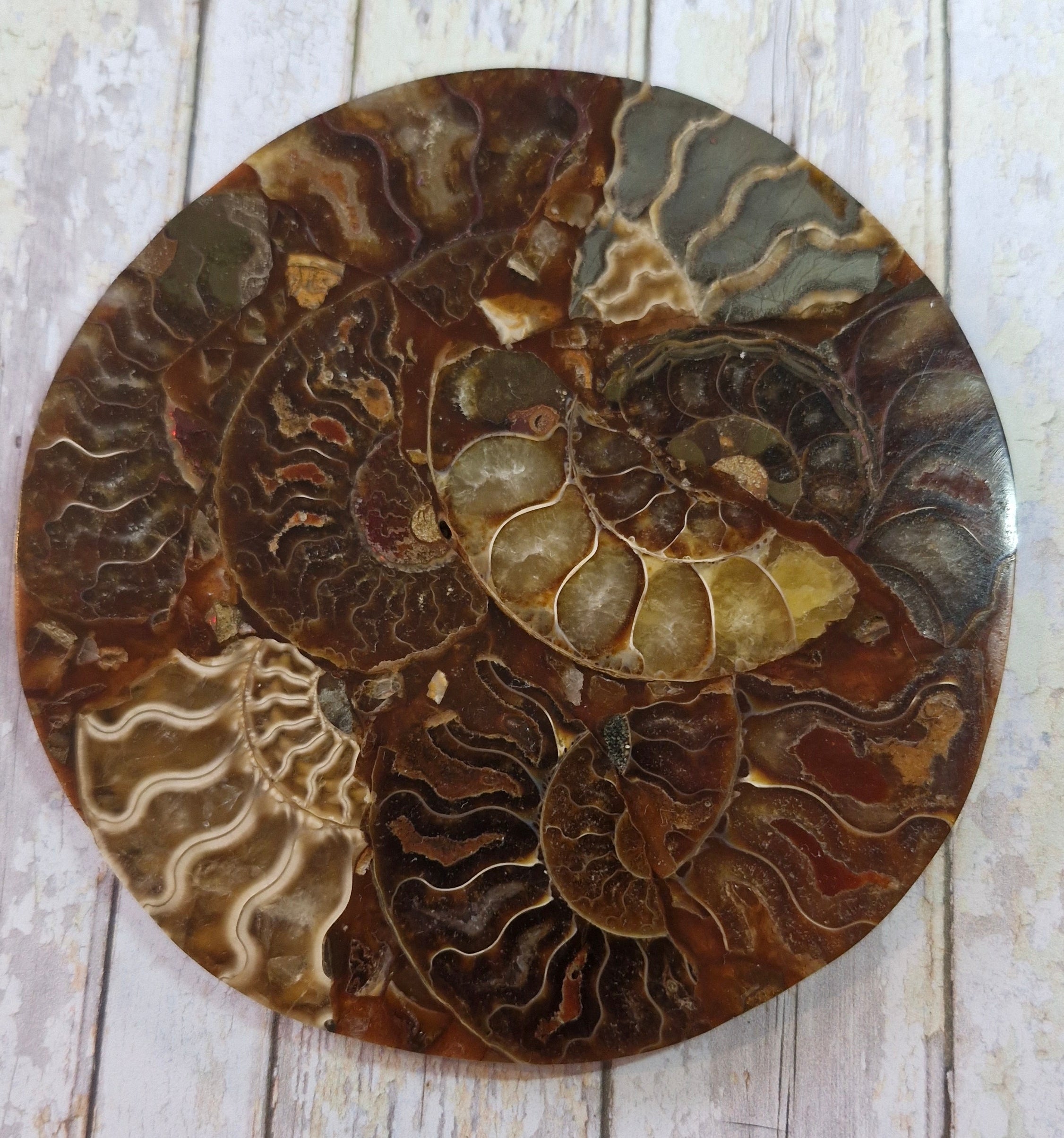 Ammonite Table Coasters