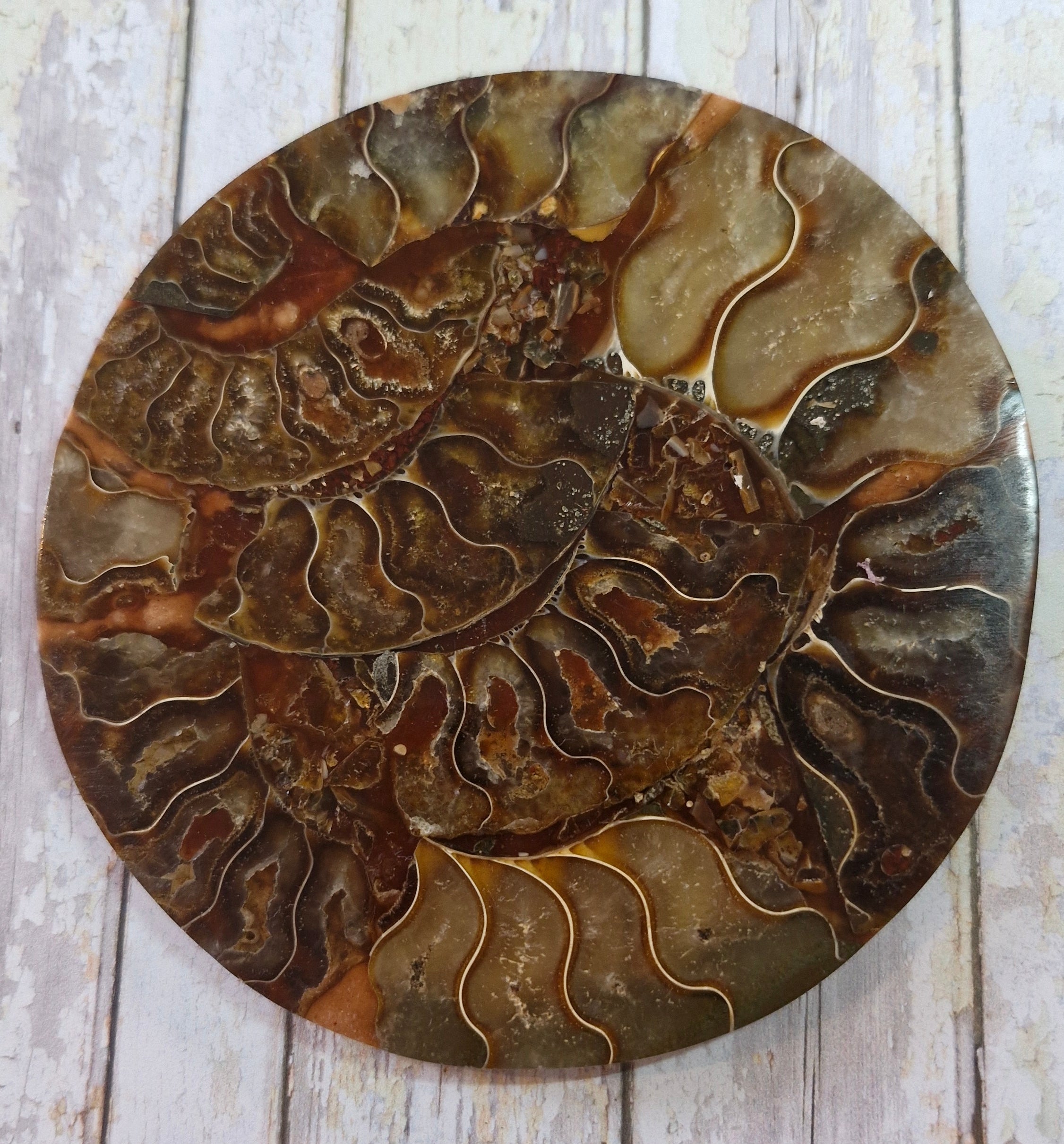 Ammonite Table Coasters