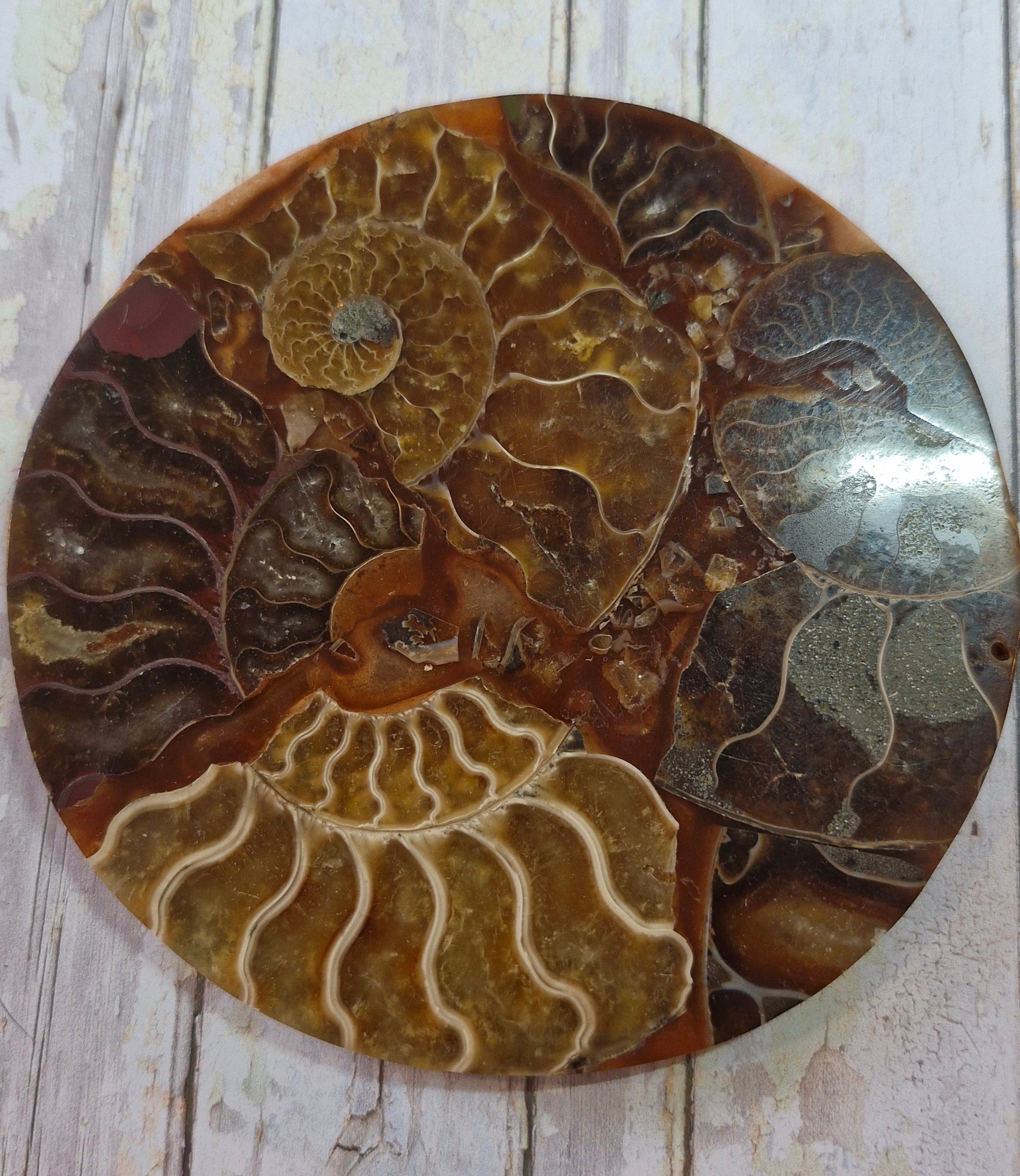 Ammonite Table Coasters