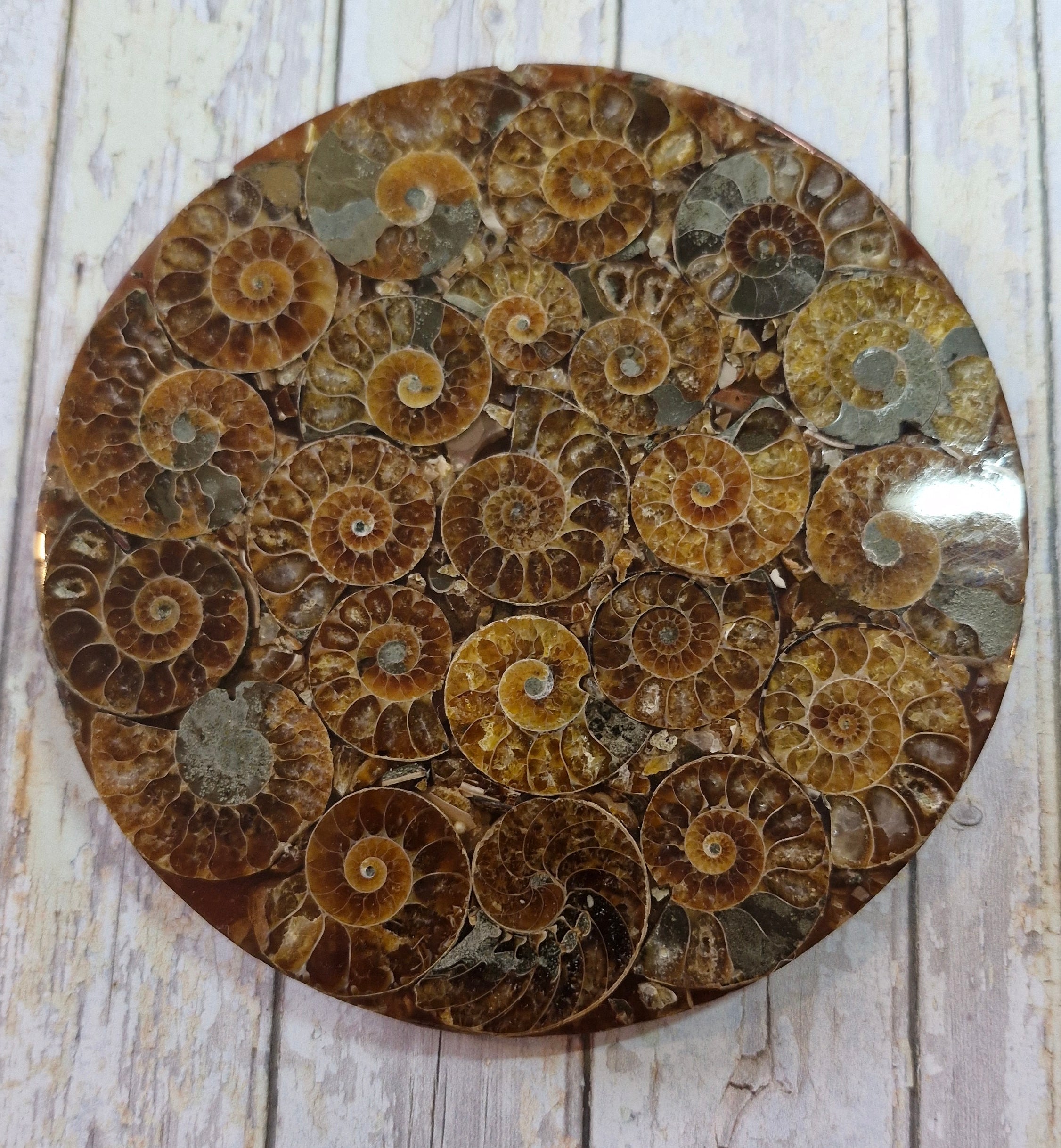 Ammonite Table Coasters
