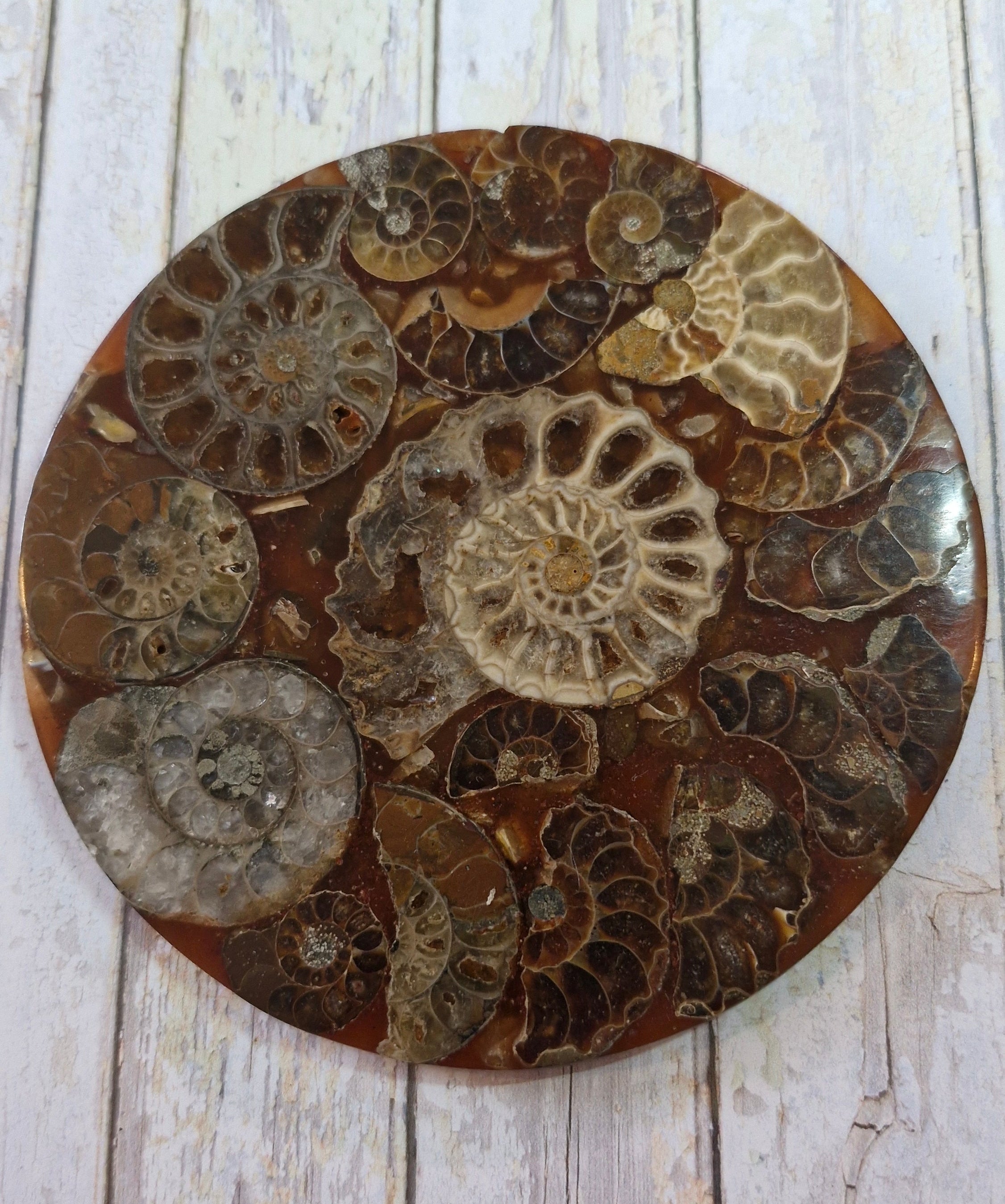 Ammonite Table Coasters
